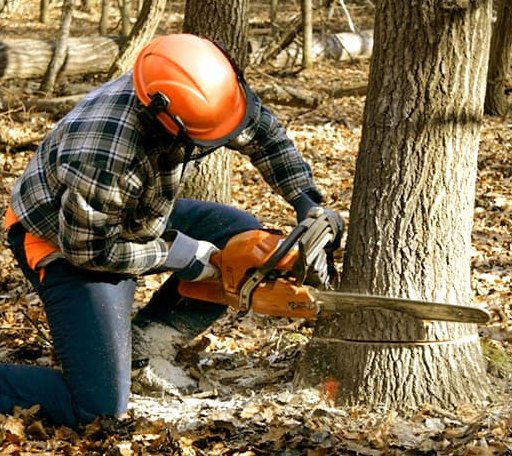Tree Removal in Leland, IL